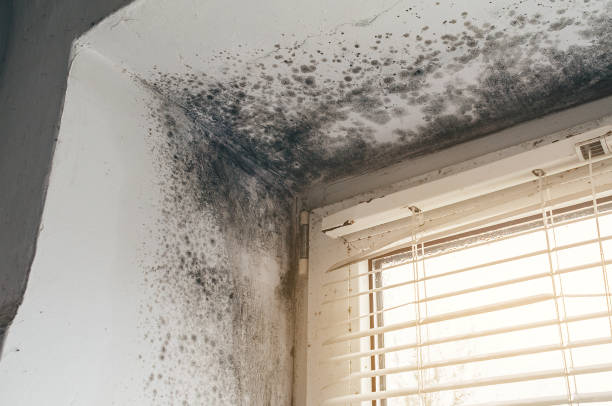 Affordable Mold Remediation solutions in Queen, PA
