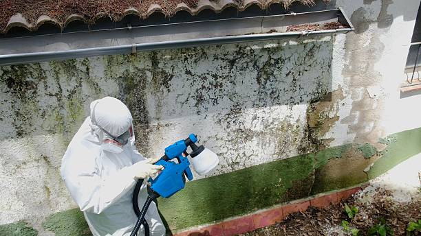 Top rated local Mold Remediation specialists in Queen, PA